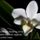 Orchidea-003_1500556_4098_t