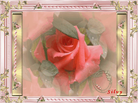 rozsaszin rózsa