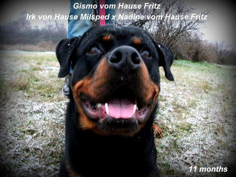 Gismo vom Hause Fritz