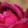 Kepalbumom_25_1611006_1538_t