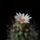 Turbinicarpus_krainzianus_1611728_7243_t