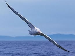 index az albatrosz