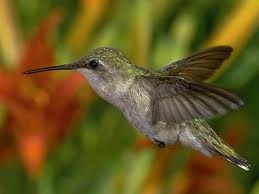 index kolibri