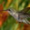 index kolibri