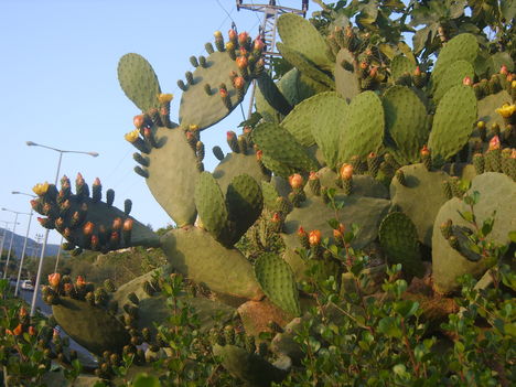 L.Marikanak ezzel a csodálatos kaktusszal kívanok még nagyon sok Boldog Névnapot,Puszillak