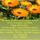 Nemely_ember_1612488_7294_t