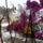 Orchidea-006_1612055_3459_t