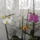 Orchidea-008_1612057_9809_t