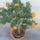Setanyrozsam_1612494_5053_t