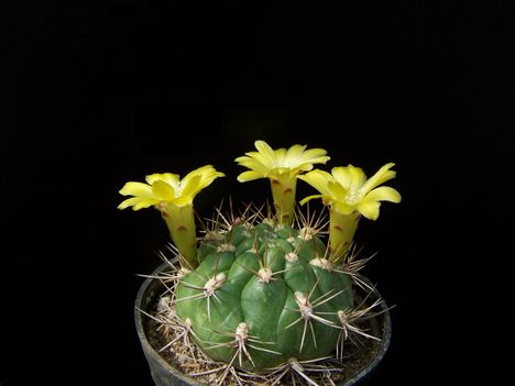  Weingartia lanata