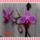 Orchidea-003_1613501_7881_t