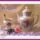Jo_reggelt_szep_napot__barataim__1614149_7683_t