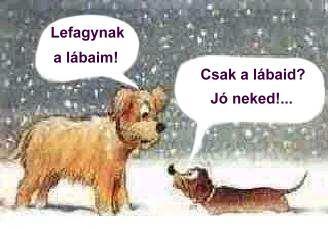 kutyák a hóban