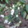 2013_elso_viragai_1615877_4332_t