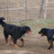 Berner Sennenhund, rottweiler