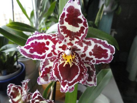 orchidea 10  Cambria