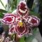 orchidea 10  Cambria