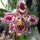 Orchidea_10__cambria_1615338_4162_t