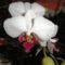 orchidea 11 ;  Phalaenopsis