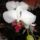 Orchidea_11___phalaenopsis_1615339_5996_t