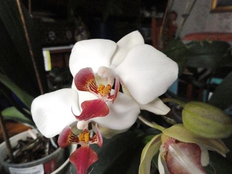 orchidea 1 ;  Phalaenopsis
