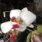 orchidea 1 ;  Phalaenopsis