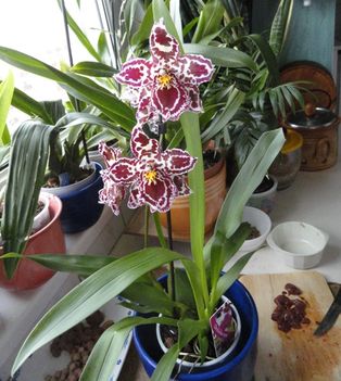 orchidea 2 ; Cambria