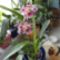orchidea 2 ; Cambria