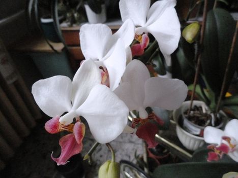 orchidea 3 ; Phalaenopsis