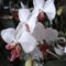 orchidea 3 ; Phalaenopsis