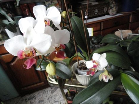 orchidea 4 ; Phalaenopsis