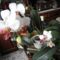 orchidea 4 ; Phalaenopsis