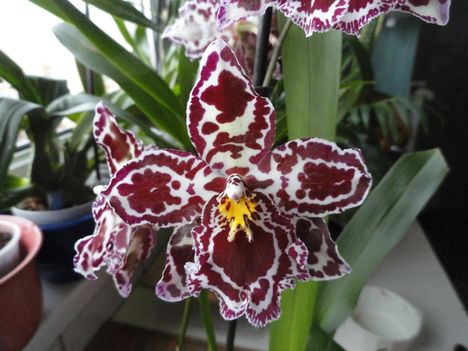 orchidea 5 ; Cambria