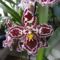 orchidea 5 ; Cambria