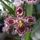 Orchidea_5__cambria_1615333_6763_t