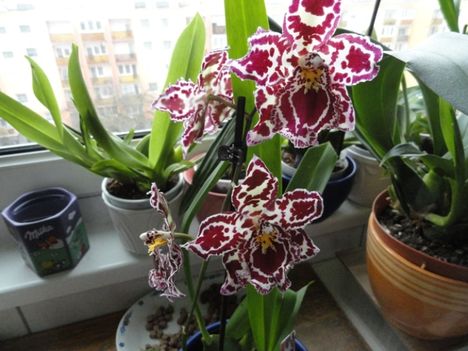 orchidea 6 ; Cambria