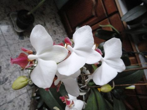 orchidea 7 ;  Phaleonapsis