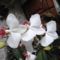 orchidea 7 ;  Phaleonapsis