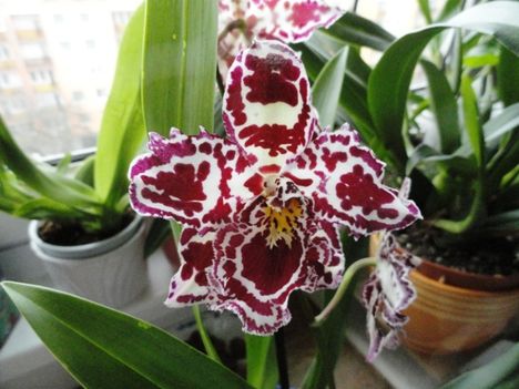orchidea 8 ;   Cambria