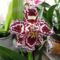 orchidea 8 ;   Cambria