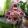 Orchidea_8____cambria_1615336_5089_t