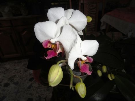 orchidea 9;     Phalaeonapsis