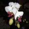 orchidea 9;     Phalaeonapsis