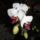 Orchidea_9_____phalaeonapsis_1615337_3234_t