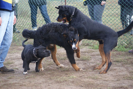 Staffordshire bullterrier, Berner Sennenhund, rottweiler