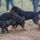 Staffordshire_bullterrier_berner_sennenhund_rottweiler_1615805_7902_t