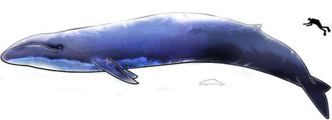 800px-Image-Blue_Whale_and_Hector_Dolphine_Colored