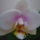 _9-009_1616807_8096_t