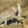 A_vadallatban_is_van_szeretet_1616693_5447_t