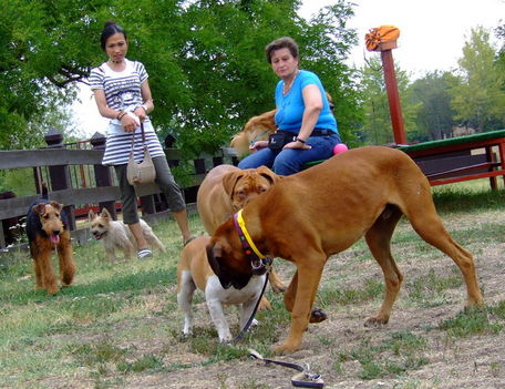 Airdale Terrier , terrier mix, bordeuxi-dog, bulldog, boxer